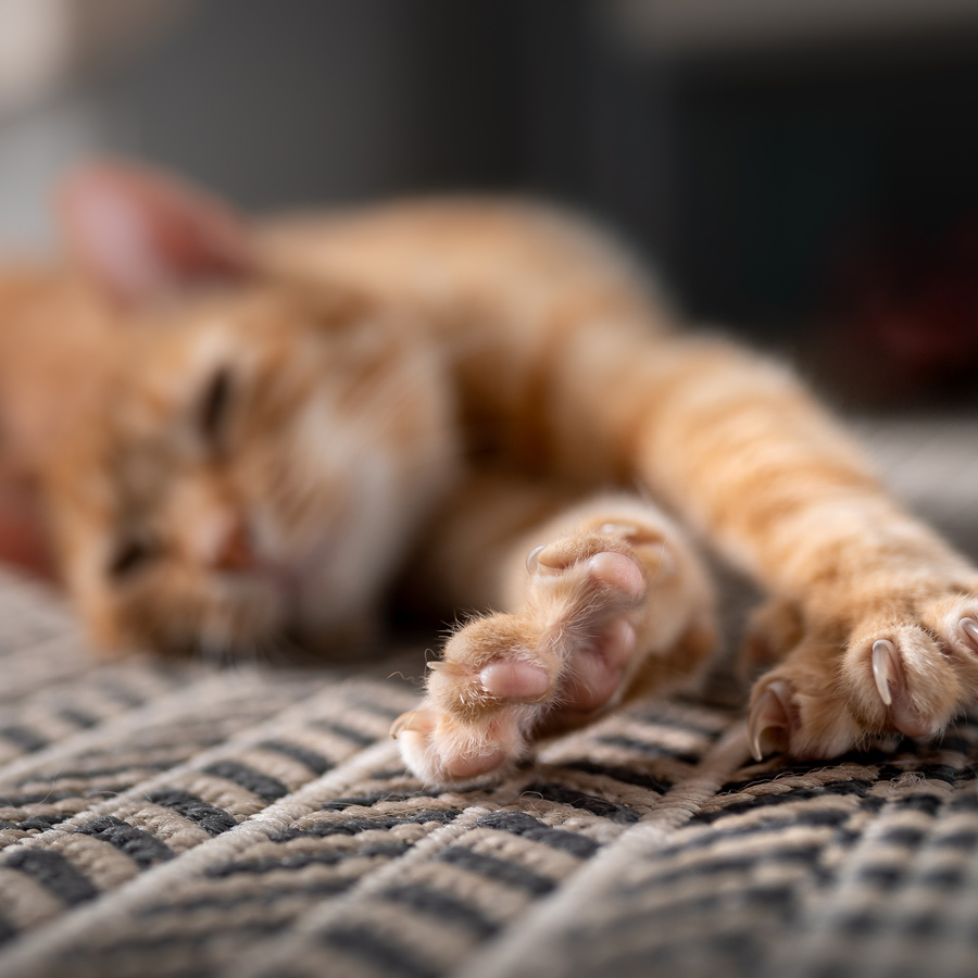 Cat Stretching
