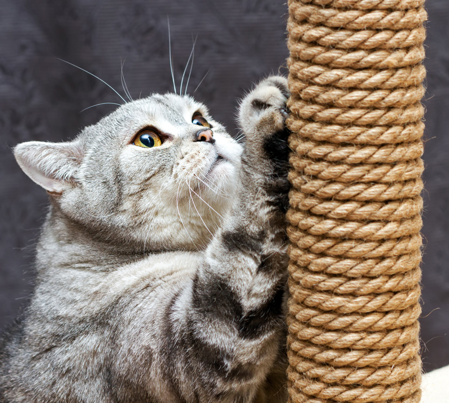 Cat scratching post