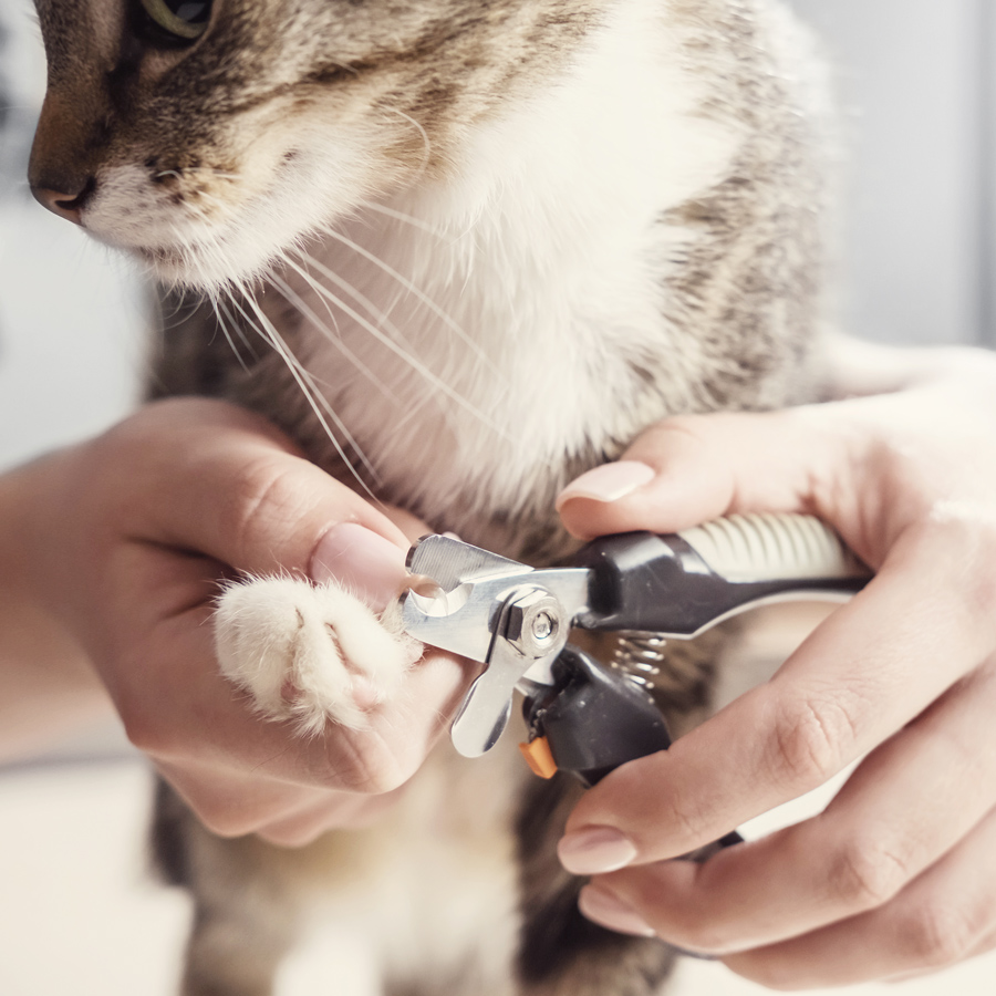 Clipping cat nails