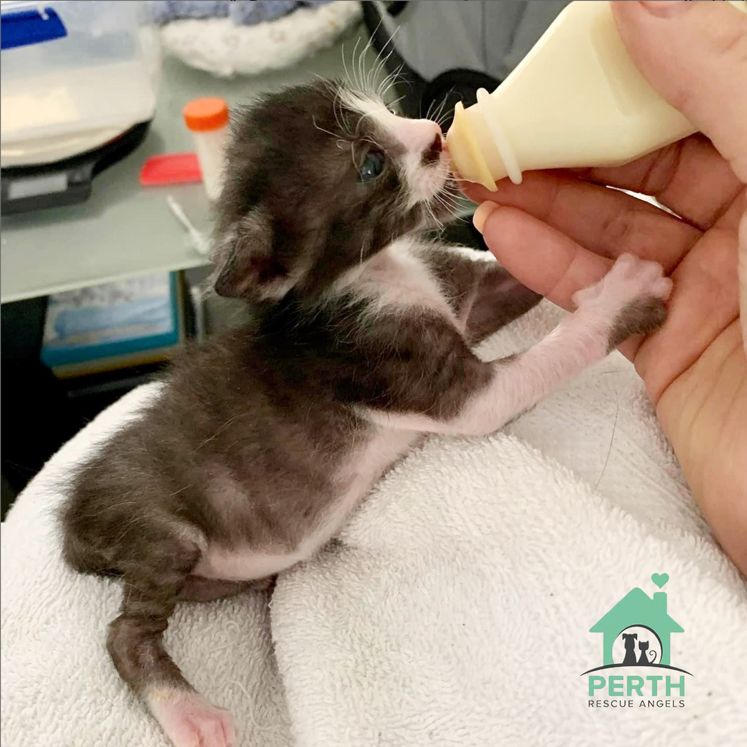 Perth Rescue Angels - rescued cat