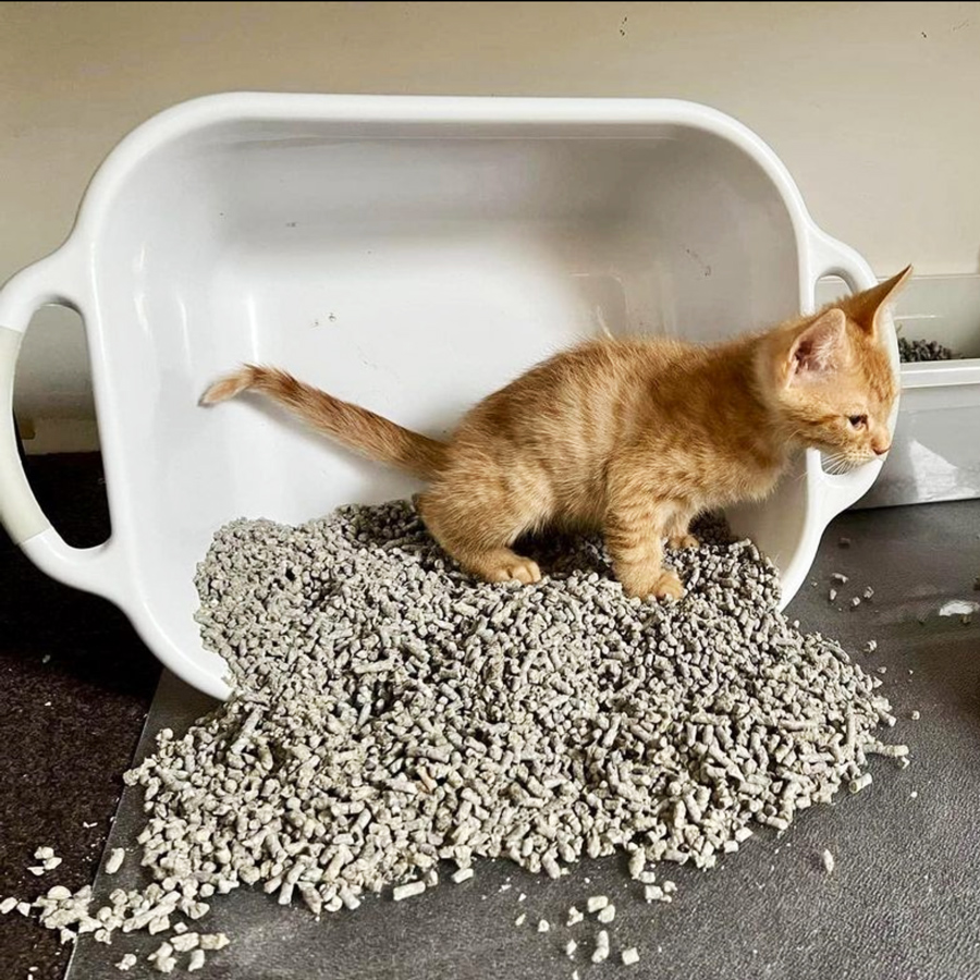 Perth Rescue Angels - rescued cat