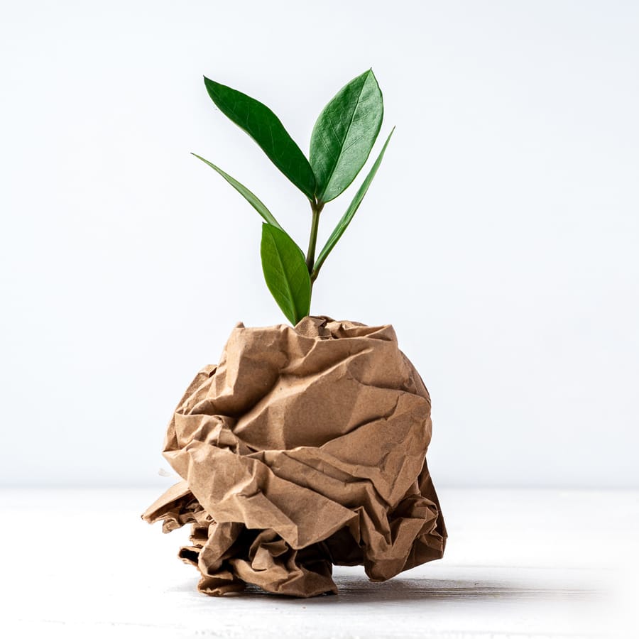 Plant growing out of a scrunched up paper bag