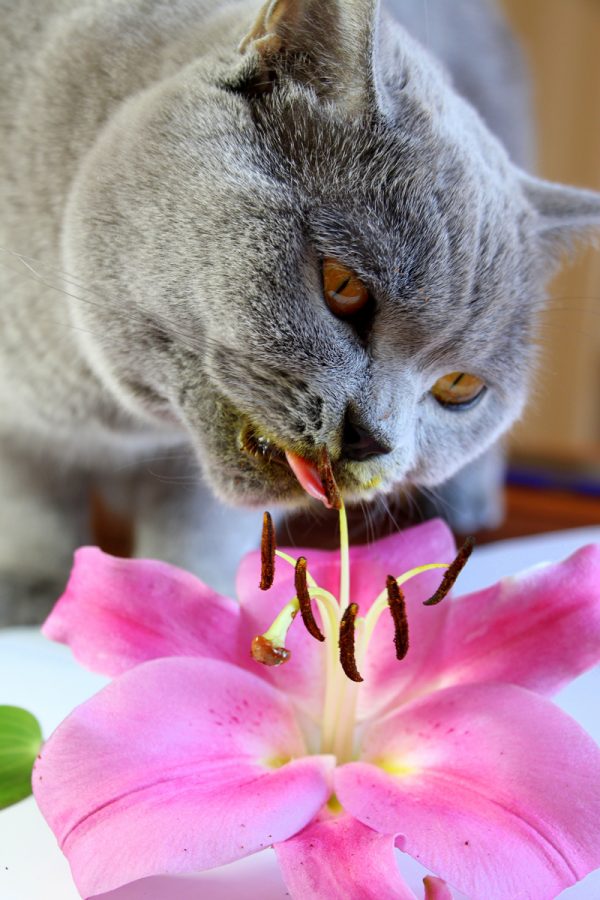 Proviro Group Did you know lilies are toxic to cats?