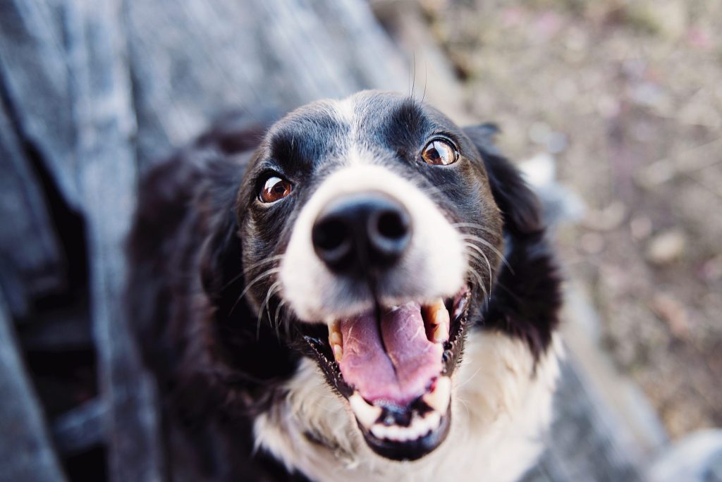 Happy dog