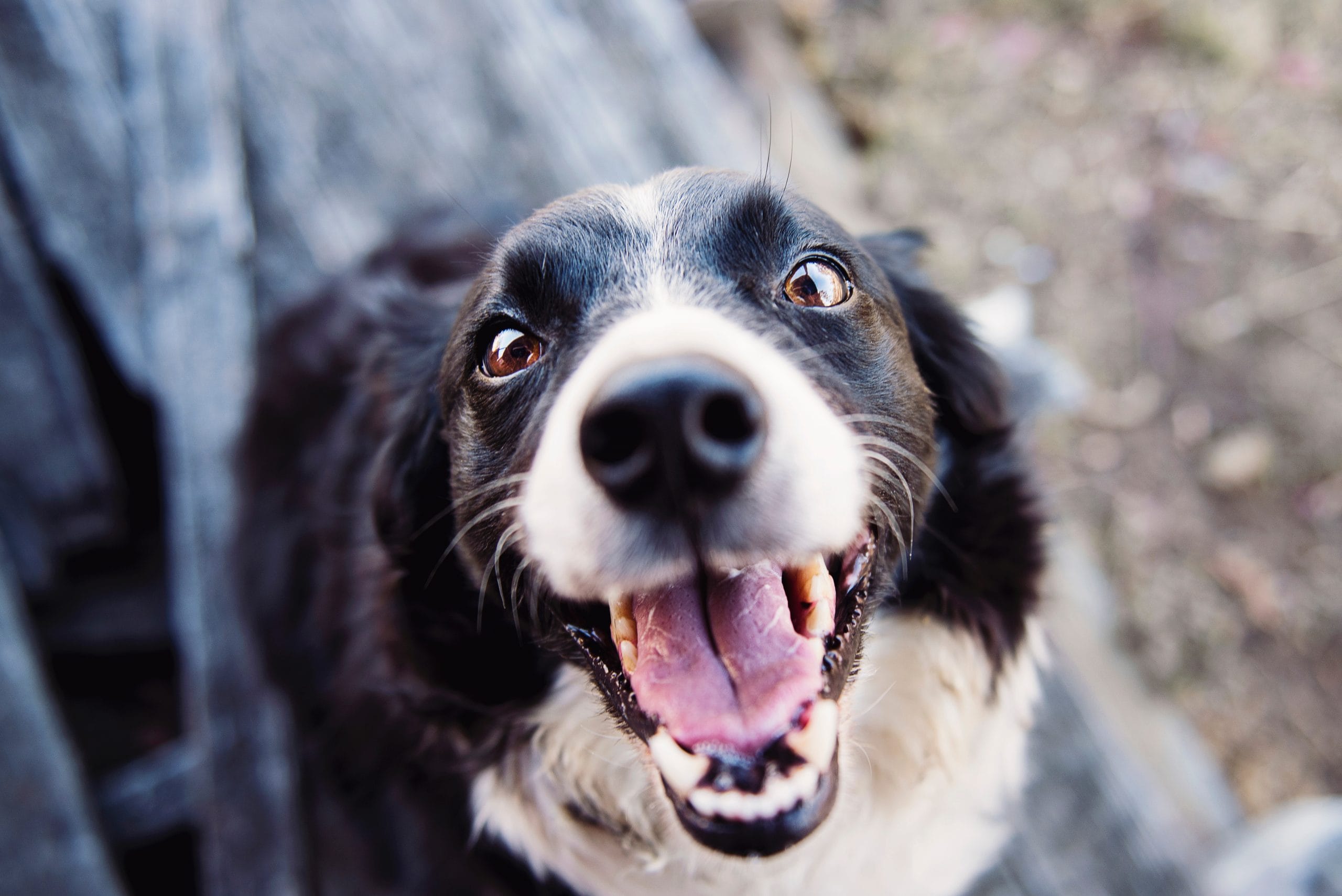 Happy dog