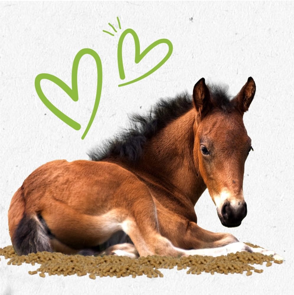 horse