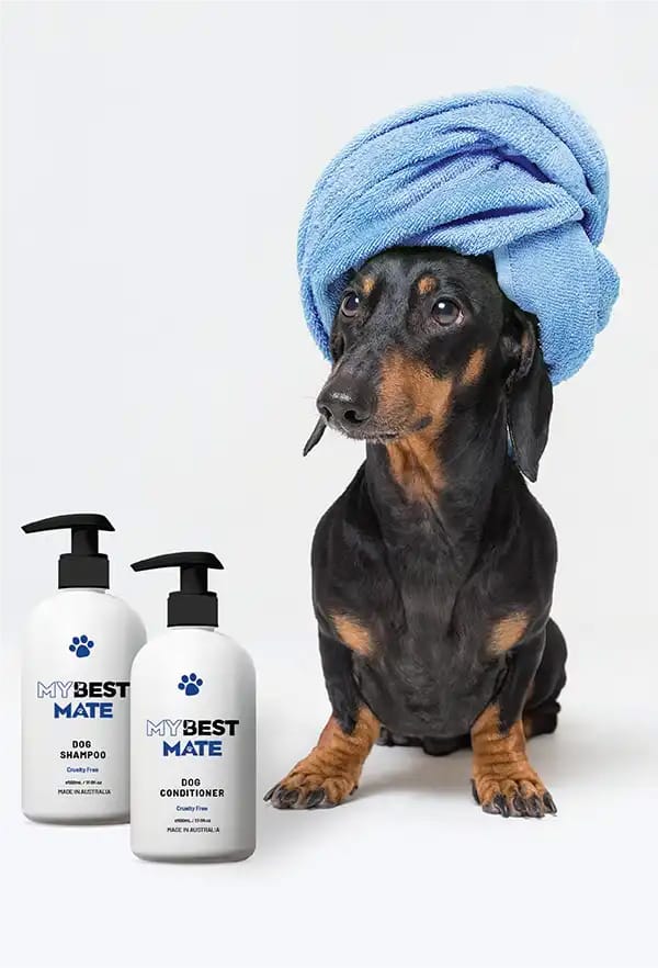 Sausage Dog