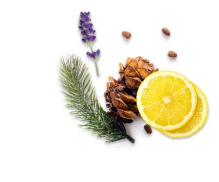 lavender flower, pine and lemon slices
