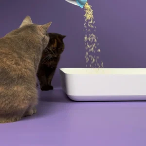 Two curious cats watching litter being poured into a tray—highlighting interest and evaluation of litter choice.