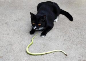 cat with dead snake