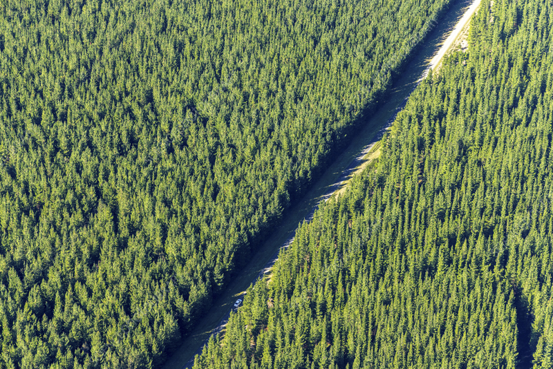 Australian plantation pine used for eco-friendly cat litter