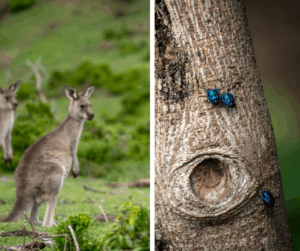 Native wildlife thriving near sustainable forestry in Australia