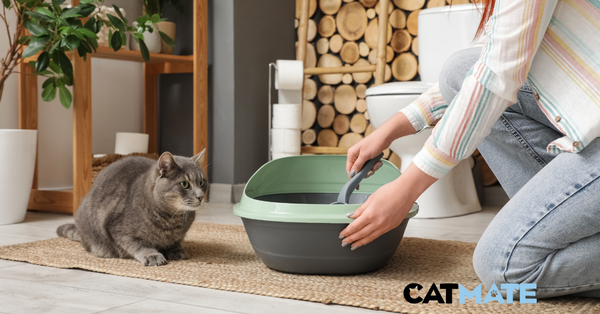 Cat sitting near a clean litter tray, representing common litter setup mistakes and solutions for cat owners.